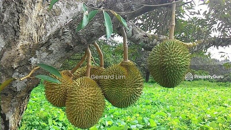 Agricultural Land for Sale in Karak (Pahang) - Gerrard Lim - PropertyGuru.com.my