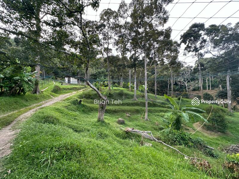 For Sale - AGRICULTURE LAND Durian Farm SALE at Sungai Ara 13.189 Acre RM 18/SQFT Road Access