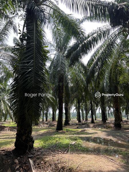 Agricultural Land for Sale in Taman Banting Baru (Banting) - Roger Pang - PropertyGuru.com.my