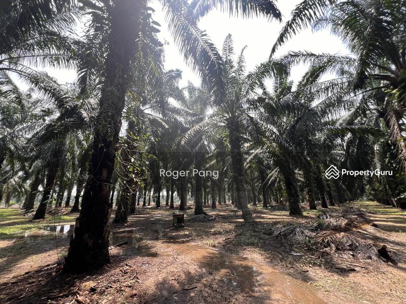 Agricultural Land for Sale in Taman Banting Baru (Banting) - Roger Pang - PropertyGuru.com.my