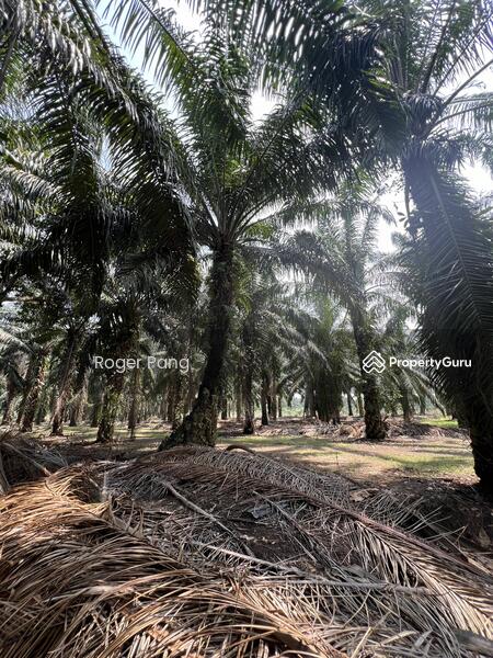 Agricultural Land for Sale in Taman Banting Baru (Banting) - Roger Pang - PropertyGuru.com.my