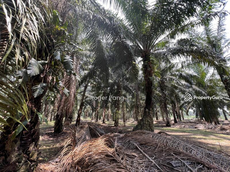 Agricultural Land for Sale in Taman Banting Baru (Banting) - Roger Pang - PropertyGuru.com.my