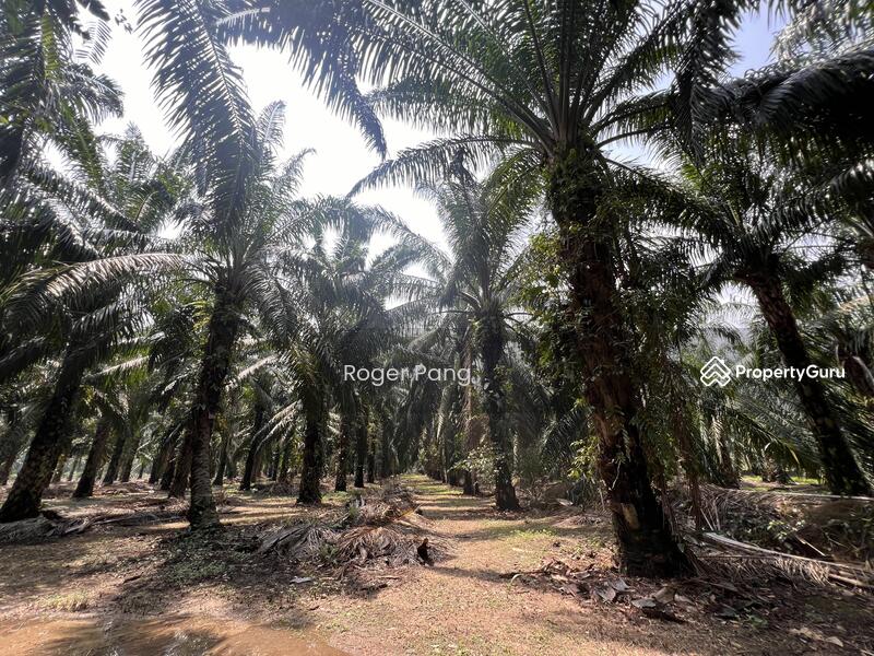 Agricultural Land for Sale in Taman Banting Baru (Banting) - Roger Pang - PropertyGuru.com.my