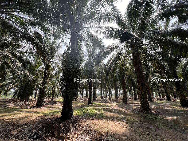 Agricultural Land for Sale in Taman Banting Baru (Banting) - Roger Pang - PropertyGuru.com.my