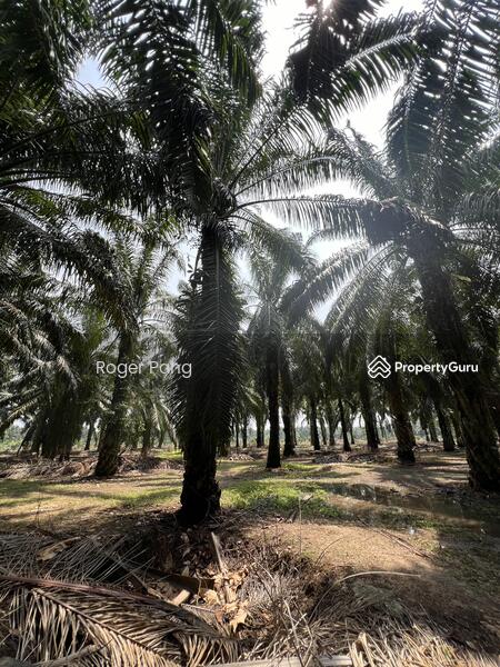 Agricultural Land for Sale in Taman Banting Baru (Banting) - Roger Pang - PropertyGuru.com.my