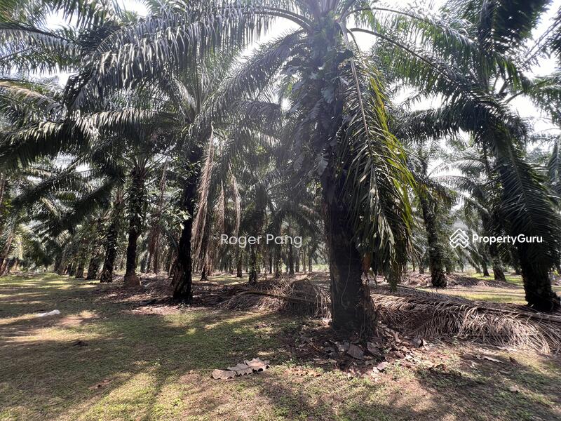 Agricultural Land for Sale in Taman Banting Baru (Banting) - Roger Pang - PropertyGuru.com.my