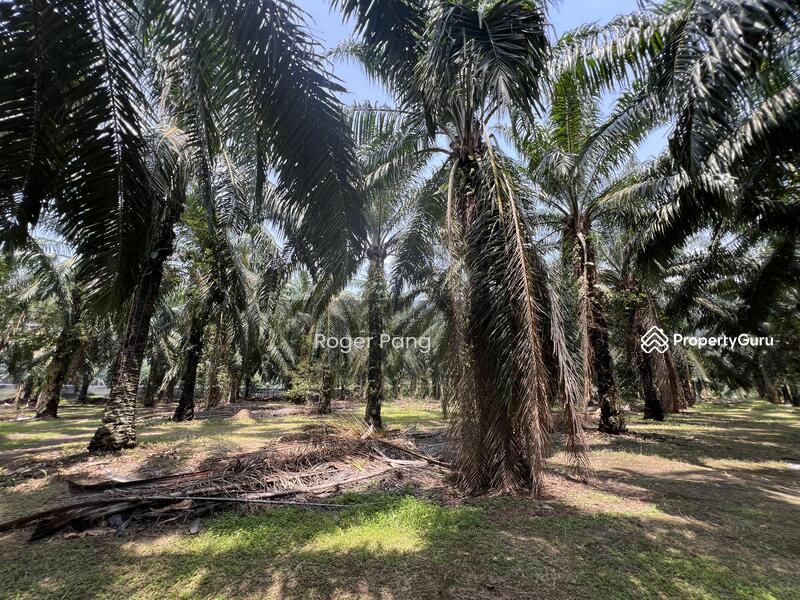 Agricultural Land for Sale in Taman Banting Baru (Banting) - Roger Pang - PropertyGuru.com.my