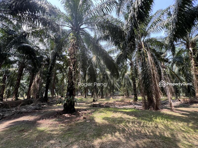 Agricultural Land for Sale in Taman Banting Baru (Banting) - Roger Pang - PropertyGuru.com.my
