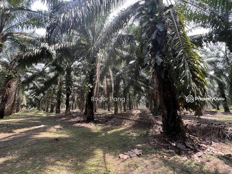 Agricultural Land for Sale in Taman Banting Baru (Banting) - Roger Pang - PropertyGuru.com.my