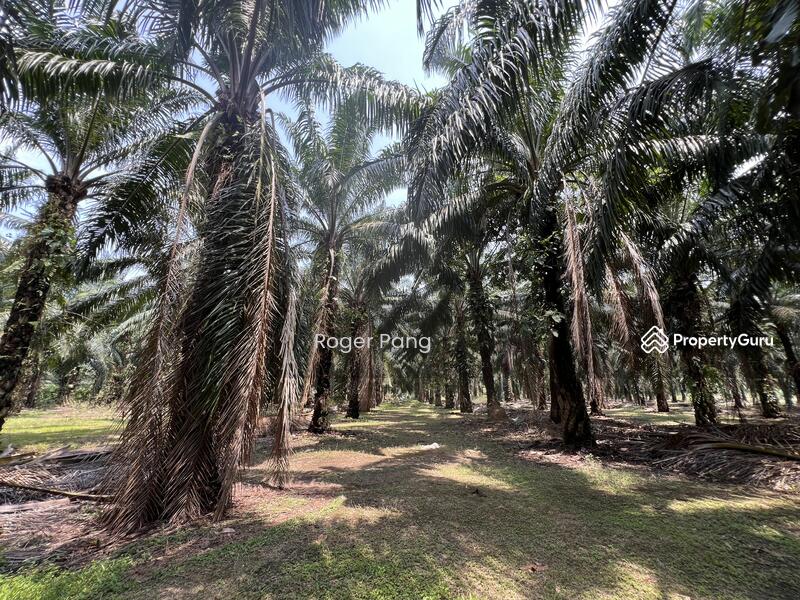 Agricultural Land for Sale in Taman Banting Baru (Banting) - Roger Pang - PropertyGuru.com.my