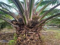 For Sale - Tangkak, Jasin, Johor, 10 Acres Oil Palm Land For Sale.