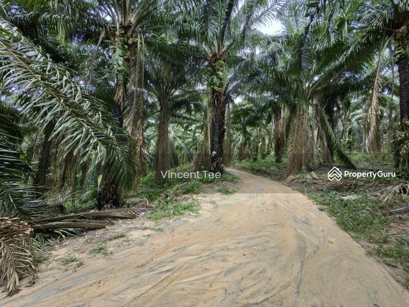 Untuk Dijual - 40 Acres Freehold Oil Palm Jelebu Titi Kuala Klawang