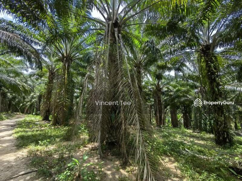 Untuk Dijual - 40 Acres Freehold Oil Palm Jelebu Titi Kuala Klawang