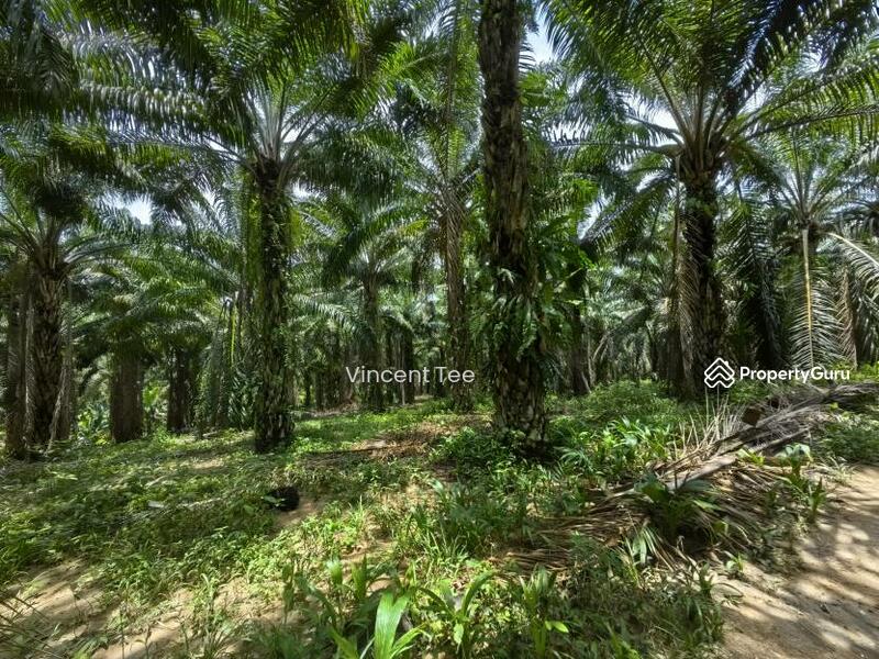 Untuk Dijual - 40 Acres Freehold Oil Palm Jelebu Titi Kuala Klawang