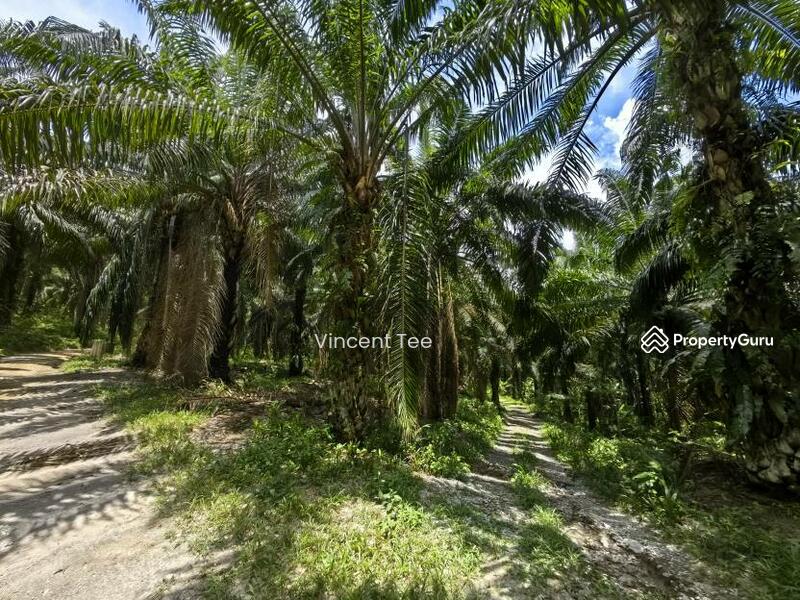 Untuk Dijual - 40 Acres Freehold Oil Palm Jelebu Titi Kuala Klawang