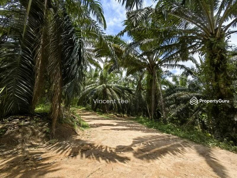 Untuk Dijual - 40 Acres Freehold Oil Palm Jelebu Titi Kuala Klawang