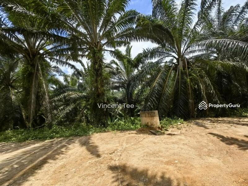 Untuk Dijual - 40 Acres Freehold Oil Palm Jelebu Titi Kuala Klawang