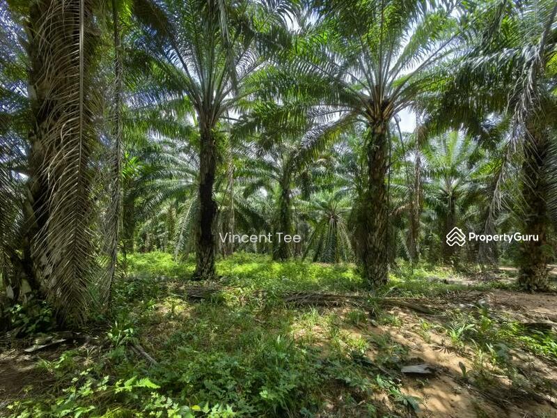 Untuk Dijual - 40 Acres Freehold Oil Palm Jelebu Titi Kuala Klawang