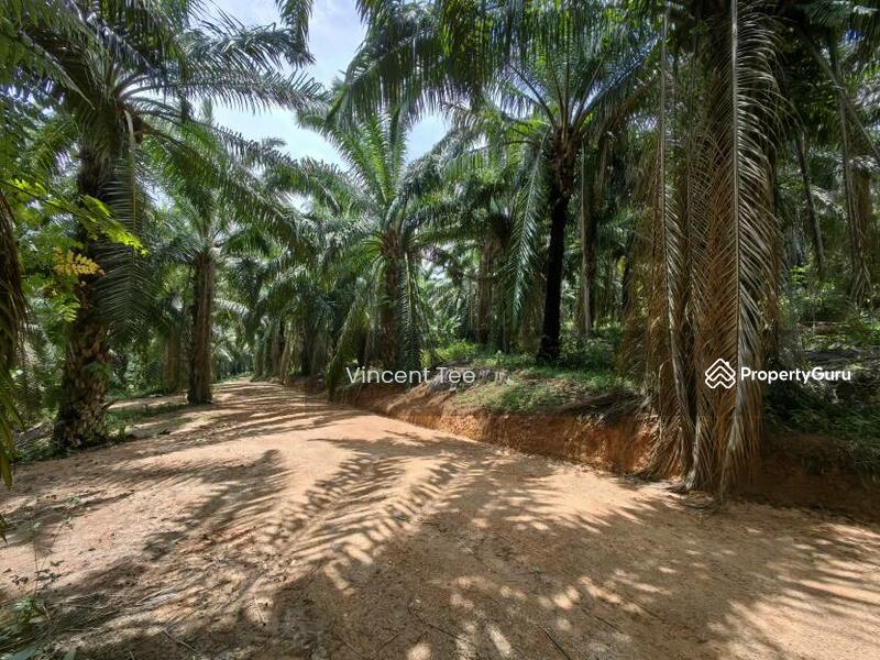 Untuk Dijual - 40 Acres Freehold Oil Palm Jelebu Titi Kuala Klawang