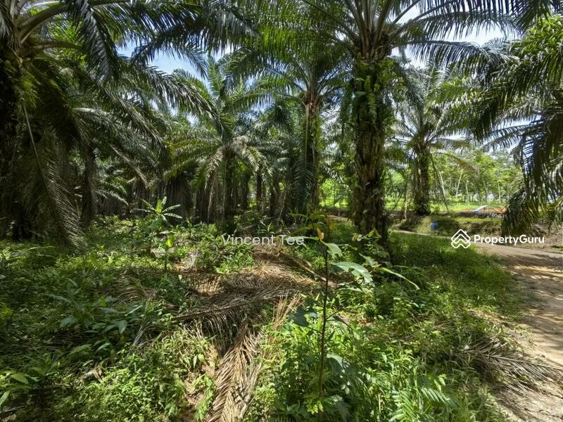 Untuk Dijual - 40 Acres Freehold Oil Palm Jelebu Titi Kuala Klawang