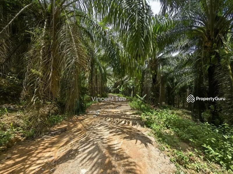 Untuk Dijual - 40 Acres Freehold Oil Palm Jelebu Titi Kuala Klawang
