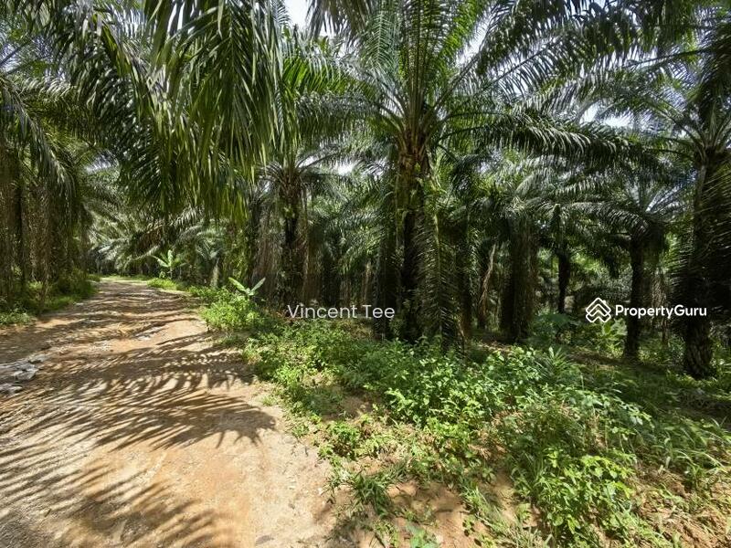 Untuk Dijual - 40 Acres Freehold Oil Palm Jelebu Titi Kuala Klawang