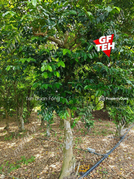 For Sale - 1.4 Acres | Agricultural Land | Juru | Bukit Mertajam | Penang t