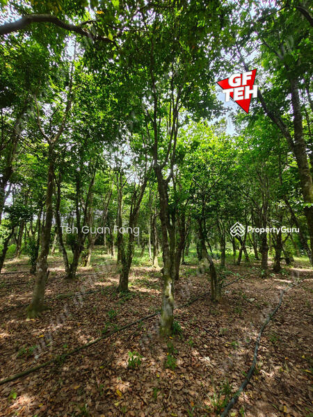 For Sale - 1.4 Acres | Agricultural Land | Juru | Bukit Mertajam | Penang t