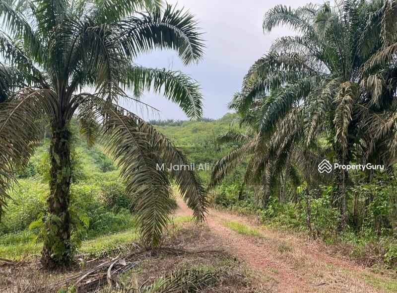 Tanah Pertanian untuk Dijual di Kampung Rahmat (Kluang) - M Jamil Ali - PropertyGuru.com.my
