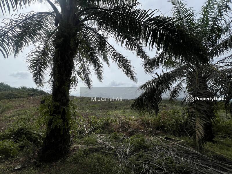 Tanah Pertanian untuk Dijual di Kampung Rahmat (Kluang) - M Jamil Ali - PropertyGuru.com.my