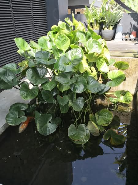 3-storey Terraced House for Rent in Sri Hartamas (Kuala Lumpur) - Jean Chiew - Garden - PropertyGuru.com.my