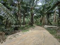 For Sale - 32Acres Freehold Oil Palm Teriang Bera