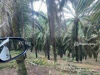 For Sale - Sungai Siput, Kuala Kangsar 150 Acres Oil Palm Plantation