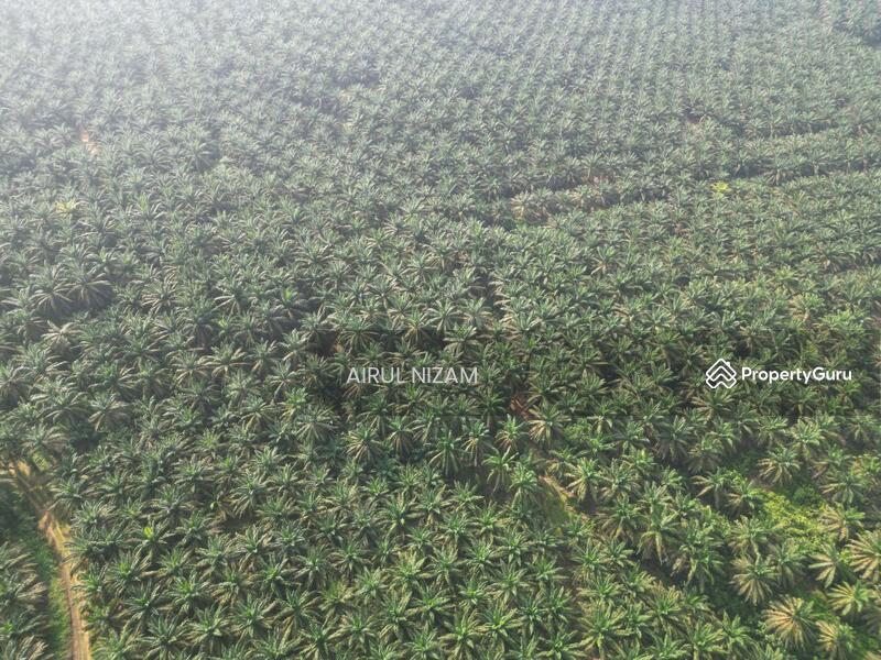 Agricultural Land for Sale in Kota Tinggi (Johor) - AIRUL NIZAM - PropertyGuru.com.my