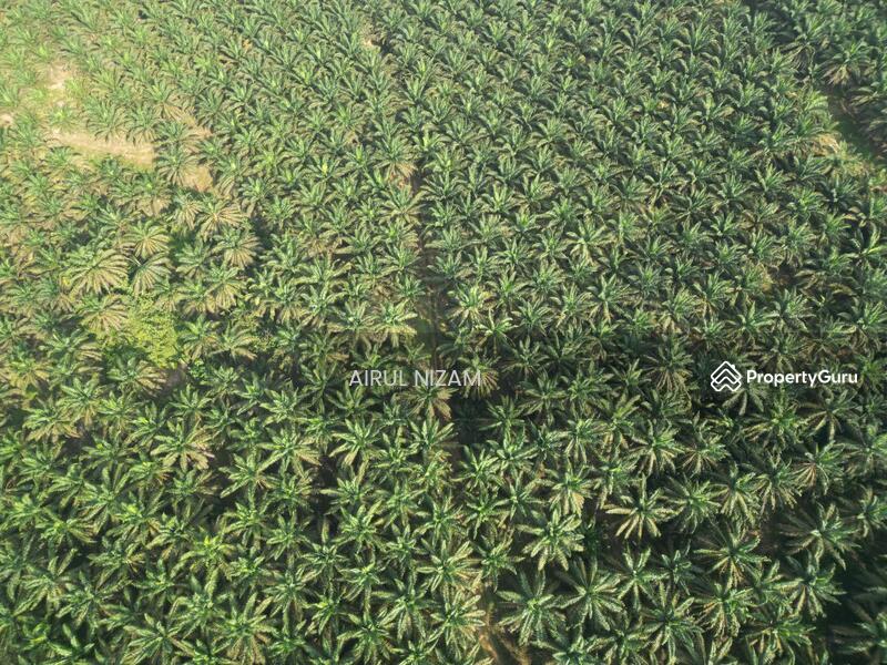 Agricultural Land for Sale in Kota Tinggi (Johor) - AIRUL NIZAM - PropertyGuru.com.my