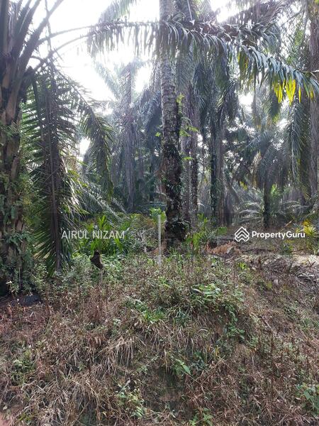 Agricultural Land for Sale in Kota Tinggi (Johor) - AIRUL NIZAM - PropertyGuru.com.my