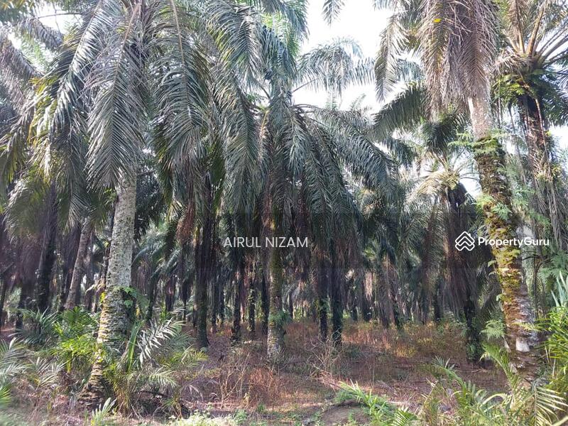Agricultural Land for Sale in Kota Tinggi (Johor) - AIRUL NIZAM - PropertyGuru.com.my