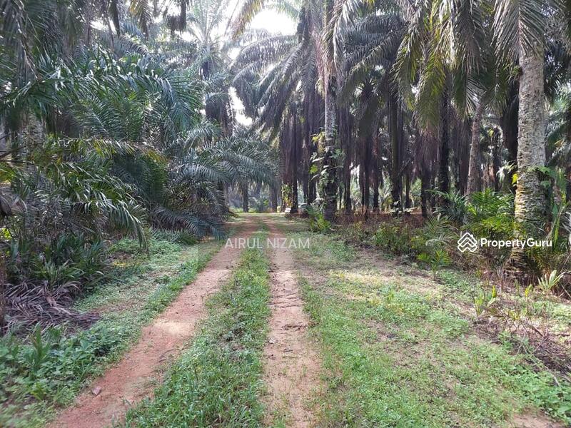 Agricultural Land for Sale in Kota Tinggi (Johor) - AIRUL NIZAM - PropertyGuru.com.my