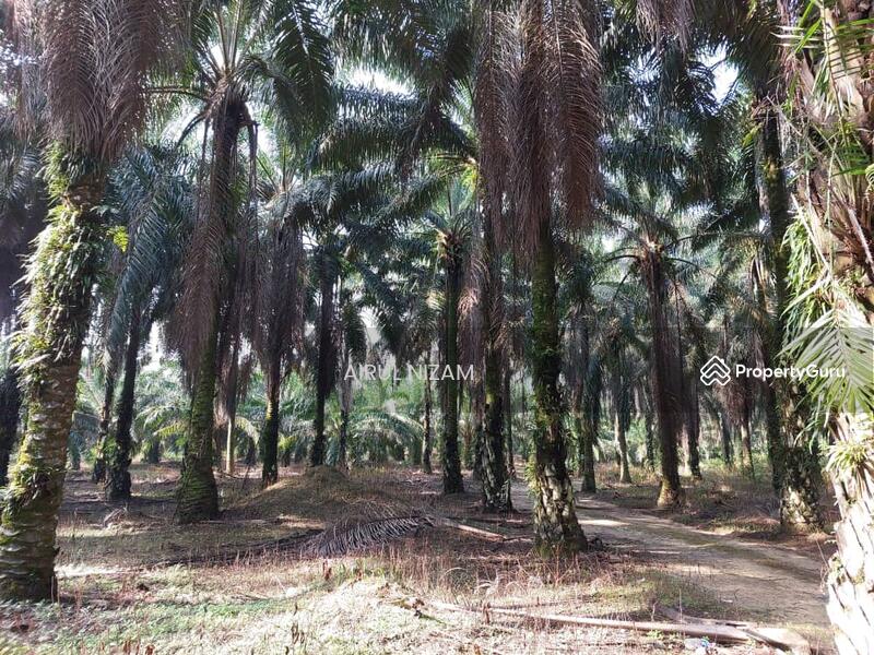Agricultural Land for Sale in Kota Tinggi (Johor) - AIRUL NIZAM - PropertyGuru.com.my
