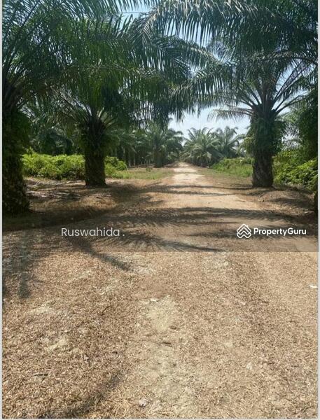 Agricultural Land for Sale in Seberang Perai (Penang) - Ruswahida . - PropertyGuru.com.my