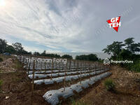 For Sale - 2 Acre Agricultural land | Sungai Lalang | Kedah RM9.20 psf a