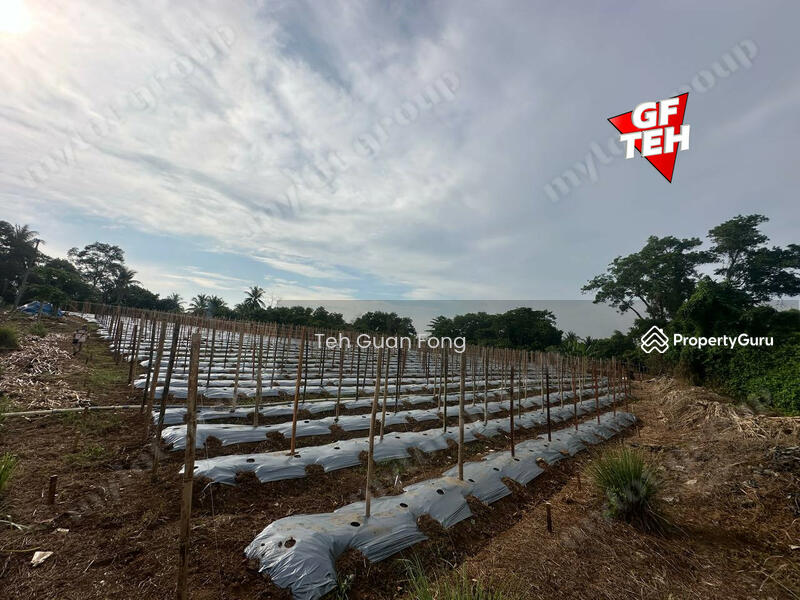 For Sale - 2 Acres | Agricultural land | Sungai Lalang | Kedah a