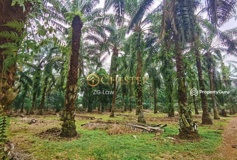 Agricultural Land for Sale in Batu Pahat (Johor) - ZG Law - PropertyGuru.com.my
