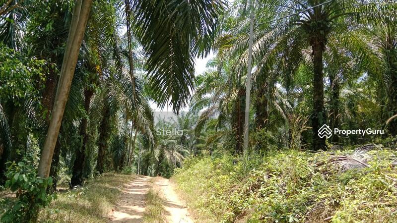 Tanah Pertanian untuk Dijual di Kuala Pilah (Negeri Sembilan) - Stella . - PropertyGuru.com.my