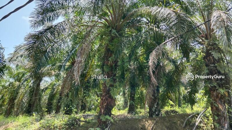 Tanah Pertanian untuk Dijual di Kuala Pilah (Negeri Sembilan) - Stella . - PropertyGuru.com.my