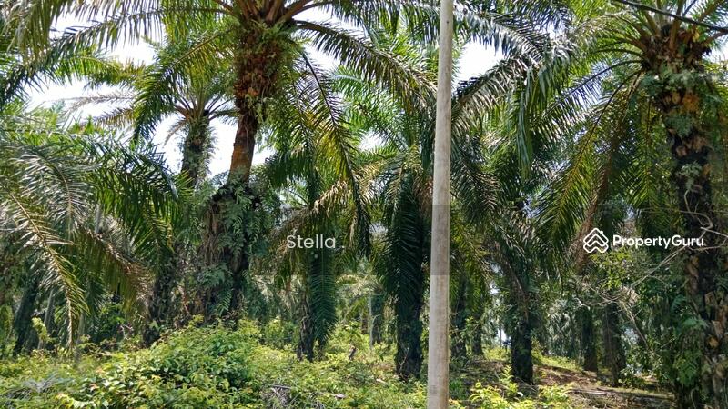 Tanah Pertanian untuk Dijual di Kuala Pilah (Negeri Sembilan) - Stella . - PropertyGuru.com.my