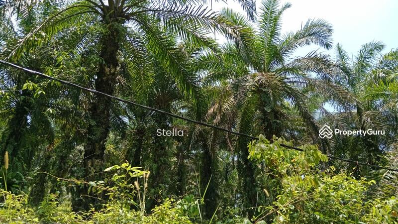 Tanah Pertanian untuk Dijual di Kuala Pilah (Negeri Sembilan) - Stella . - PropertyGuru.com.my