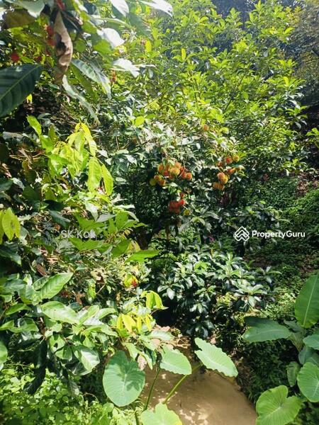 Agricultural Land for Sale in Gopeng (Perak) - SK Kok - PropertyGuru.com.my