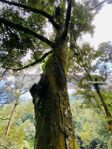 Agricultural Land for Sale in Gopeng (Perak) - SK Kok - PropertyGuru.com.my