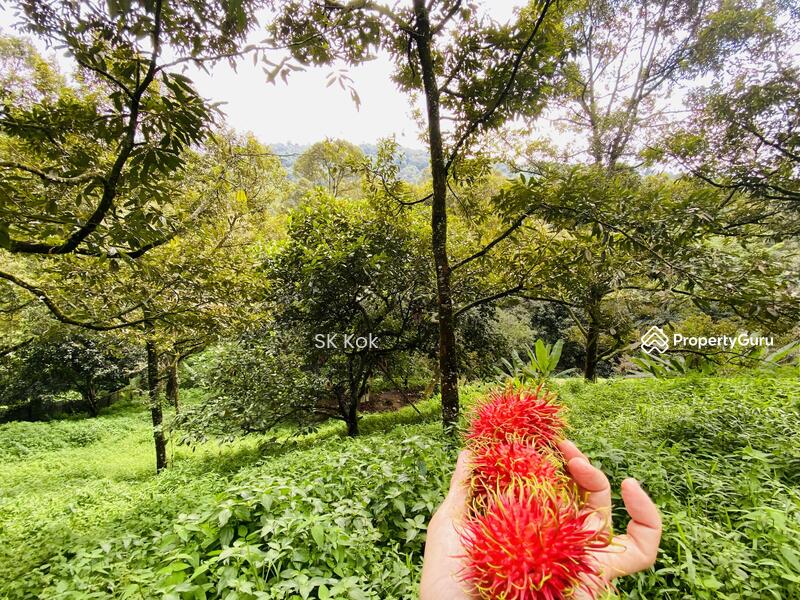Agricultural Land for Sale in Gopeng (Perak) - SK Kok - PropertyGuru.com.my